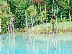 北海道ドライブ(3)　旭川･居酒屋で｢男山｣＝＝美瑛町･｢青い池｣＝＝｢四季彩の丘｣