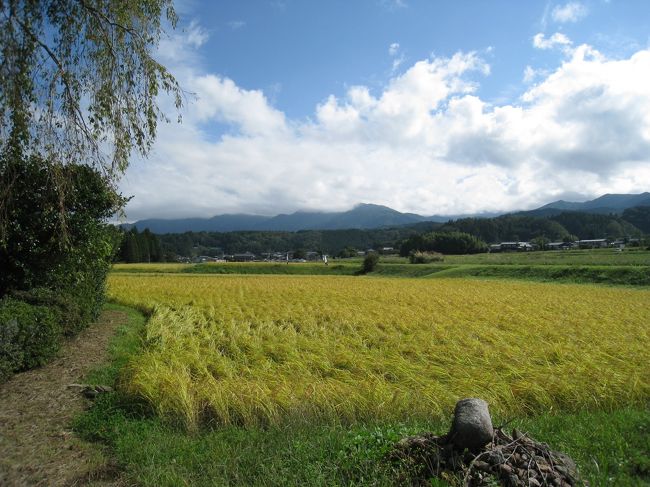 今「半分、青い。」の舞台として人気の「いわむら」で開催された秋のふれあいウォーキングに参加しました。ここは農村景観日本一と言われているので前から一度行ってみたかったのです。ちょうど秋の収穫の時期にふれあいウォーキングを開催していることを知り、秋晴れの中Ａコース（お堂巡りコース）7.3㎞を歩きます。帰りには岩村の城下町にも寄りました。以前来た時とは大違い、多くの人であふれていました。