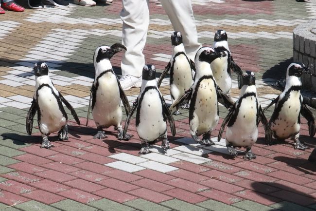 １年ぶりのアドベンチャーワールド 秋のレッサーパンダ遠征解禁 ４ ペンギン王国と海獣館の仲間たち編 ペンギンパレードや食事タイムのペンギンとラッコ １年ぶりですっかり見分けがつかなくなったホッキョクグマ 南紀白浜 和歌山県 の旅行記 ブログ By まみさん