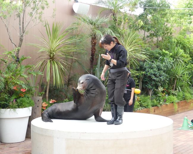 2018年9月末で閉館となる東京タワー水族館を訪れた後、近くの「マクセルアクアパーク品川」へ行って、動物たちのパフォーマンスを楽しんできました。「フレンドリースクエア(屋外です)」で、ペンギンとアシカのパフォーマンスを楽しんだ後、「ザ・スタジアム」で、ドルフィン・パフォーマンスを堪能してきました。<br />まずは、屋外での、ペンギンとアシカのパフォーマンスです。<br /><br />旅行記作成に際しては、マクセルアクアパーク品川のホームページ、関連のネット情報を参考にしました。