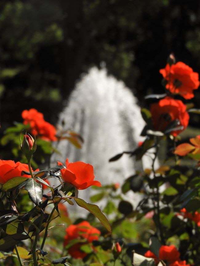須磨離宮公園には噴水広場に王侯貴族のバラ園があり「秋のローズフェスチバル」が１０月１９日から１１月７日まで開催される。<br />この日は少し時期が早いと思ったがすでに一部のバラが咲き始めていた。<br />また植物園ではジュウガツザクラが見ごろとなり、「バタフライガーデン」や「花の庭園」ではブッドレアやランタナ、ハギなどにアオスジアゲハやモンシロチョウ、ツマグロヒョウモンなどの蝶が舞っていた．