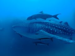 タオ島は遠かった