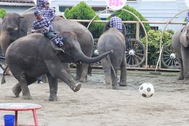 赤ちゃんゾウきっかけに市原ぞうの国ついに初訪問（２）ぞうの国のゾウ特集その１：ヒルトップのゾウたちと見応えたっぷりのぞうさんショー２回分＆ショー広場に行き来するゾウ隊列