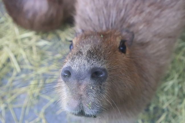 赤ちゃんゾウきっかけに市原ぞうの国ついに初訪問（５）系列のSayuri World編１：群がる動物たちにびっくり！～レッサーパンダの飼育が終了していたのは残念だったけど