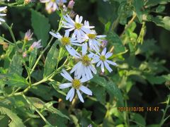 森のさんぽ道で見られた秋の山野草の花