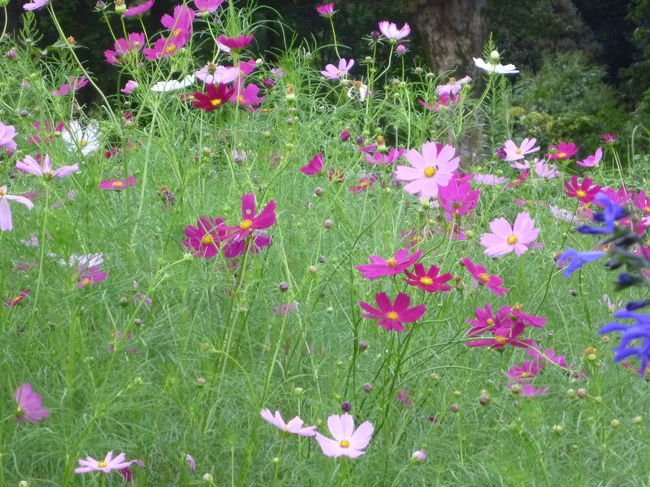 小宮公園のコスモス＆浅川土手の曼殊沙華 2018/09/22<br /><br />小宮公園のコスモスを見に出かけました。家から浅川土手を歩いていきます。土手にはハッカ(Mint)と曼殊沙華の群生が、コスモスも少しですが咲いていました。帰りに四葉のクローバー(Four-leaf clover)も見つけました。浅川土手には、桜をはじめ、曼殊沙華、コスモスの花を楽しむことできる良い所です。川では、渓流を楽しむ釣り人を見かけました。<br />小宮公園では、先ずサービスセンターを見学。<br />その後、小宮公園のユーカリ園のコスモスを見ました。前回、見に来たときはまだ早かったのですが、丁度いい時に来たように思いました。ここのコスモス園は、普段は囲いが出来いて、入れませんが、この時期は、近くで見れるように囲いの一部が外されていていました。一応コスモス園になっていますが、雑然としており、自然さが感じられ私は好きです。<br /><br />・浅川土手の曼殊沙華 八王子 2018/09/22<br />・ユーロードを散策 八王子 2018/09/23<br />・浅川土手散策 八王子 2018/09/24