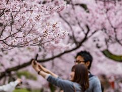 木曽/伊那/駒ヶ根/飯田ぐるり旅【3】～天下第一の桜～高遠城址公園【前編】