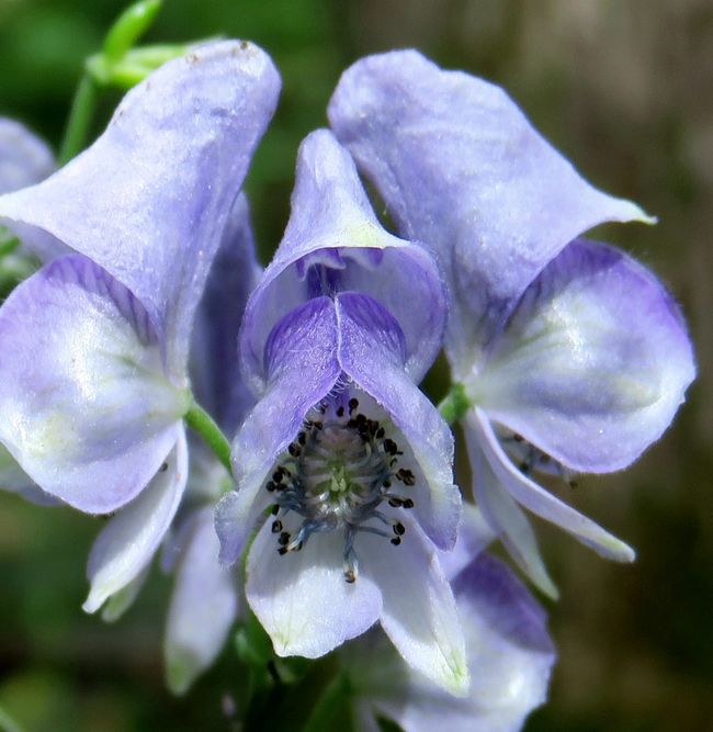 Japan　奥入瀬をあるいて(2/3)  　  トリカブトの花におどろく　～ミツバチばあやの冒険～