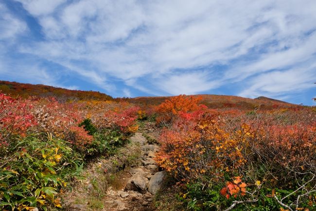 紅葉で有名な栗駒山へ夜行バスとレンタカーで行ってきました。<br />仕事終わりに新宿のバスタから仙台まで夜行バスで向かい、レンタカーを借りて栗駒山へ行ってきました。<br />仙台に朝の5時過ぎに到着、レンタカーが7時から営業の為少々時間が勿体ない気持ちです。<br />いわかがみ平手前で車も多くなり、駐車場は手前に臨時駐車場へ停めました（いわかかみ平の駐車場は満車）シャトルバス（平日は無料）でいわかがみ平へ向かいます。<br />そして9時半でようやく登山開始です！朝方は抜けるような青空でしたが雲が少しずつ北上して来てます。<br />でも、太陽に当たる紅葉の色鮮やかさや何処を歩いても一面紅葉と特に栗駒は赤色の紅葉が多くて圧倒されっぱなしでした。<br />色々な山に登ってきましたが、ここまで紅葉に圧倒された山は初めてでした。<br />これだけの紅葉なのにも山頂手前はピークは過ぎているとの事で改めて栗駒の凄さが分かりました。<br />残念ながら下りは曇ってガスが出てきましたが、それでも美しさは感動ものです。<br />今度は是非ピーク時の快晴に栗駒山を登ってみたいですね、また別のコースからも登ってみたいと思いました。 