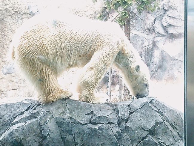 美味しいものを食べまくり、かわいい動物に癒された結果、人生で体重MAXになった北海道旅行の記録。