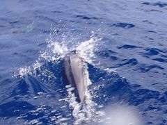 秋の沖縄本島と石垣島（２０）石垣島からのダイビング。船で黒島、西表島へ