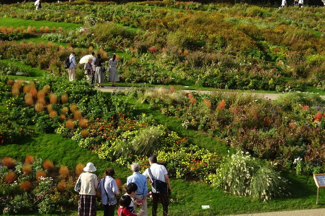 今秋も、里山ガーデンの1万平米の大花壇が公開された。<br />今回のテーマは「錦秋の丘」で、コスモスをベースに夕焼け色の鮮やかな大花壇を実現した。<br /><br />里山ガーデンには、隣接する県立四季の森公園を見ながら訪れた。<br /><br />今秋の里山ガーデンの公開は以下の通り。<br />2018.9.15～10.14<br /><br />これまでの里山ガーデンの旅行記は以下です。<br /><br />ガーデンネックレス横浜2018　里山ガーデン<br />https://4travel.jp/travelogue/11344465<br />県立四季の森公園から里山ガーデン秋の大花壇　２０１７秋<br />https://4travel.jp/travelogue/11289486<br />ガーデンネックレス横浜2017　里山ガーデン<br />https://4travel.jp/travelogue/11247212