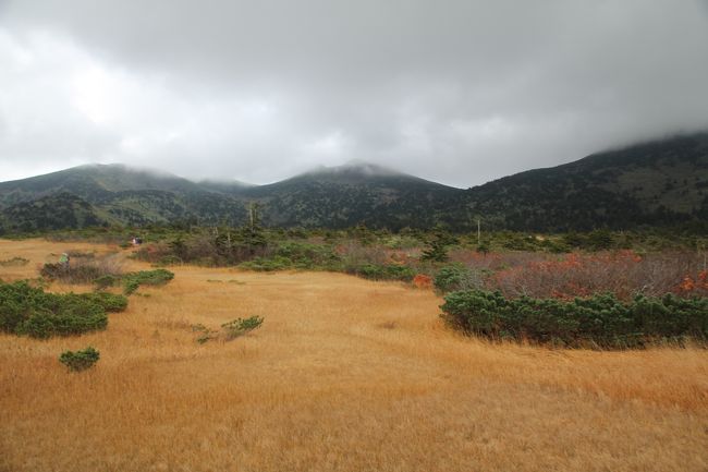 台風の風も止み、天気予報では晴れ(青森市)だったので、八甲田山へ行きました。<br />が、一面の霧…汗。<br />ロープウェイからは何も見えずに山頂駅へ。<br />とりあえず田茂萢(たもやち)湿原から赤倉岳→井戸岳経由で大岳へ。<br />大岳から上毛無岱を散策して毛無パラダイスラインから田茂湿原に戻ってきました。<br />上毛無岱から田茂萢湿原へのコースが台風の雨の影響でひどい状況でした。<br />トレッキングシューズが真っ黒になりました。<br />途中霧が晴れて見晴らしを楽しむことができたのはよかったです!<br /><br />帰りに谷地温泉に立ち寄りました。<br />さすがに紅葉の季節、混んでいました。