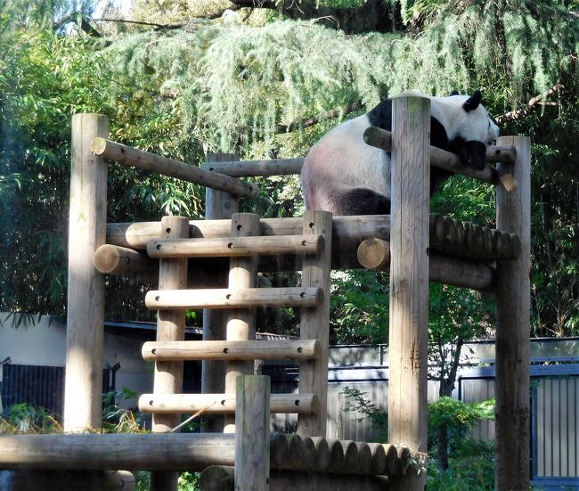 ２０１８年１０月　東京３日目　その２　上野公園・上野動物園でパンダを見ましたが・・・・・。