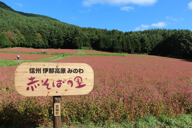 久々に、長野県箕輪町の赤そばの里を見に出かけてしました。<br />朝５時半に自宅をスタートし、赤ぞばの里を見学の後は、松本城のそば祭りの会場である松本城を目指しましたが、駐車場待ちの渋滞ができていたので、あきらめて乗鞍高原の紅葉を見学しました。<br />その後、毎度おなじみの塩尻北の健康ランドに宿泊し、翌日は白駒池の紅葉を見学の後、野辺山の宇宙電波観測所を見学して帰路につきました。<br />