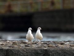 野鳥撮影記録2018年－１０月 　④