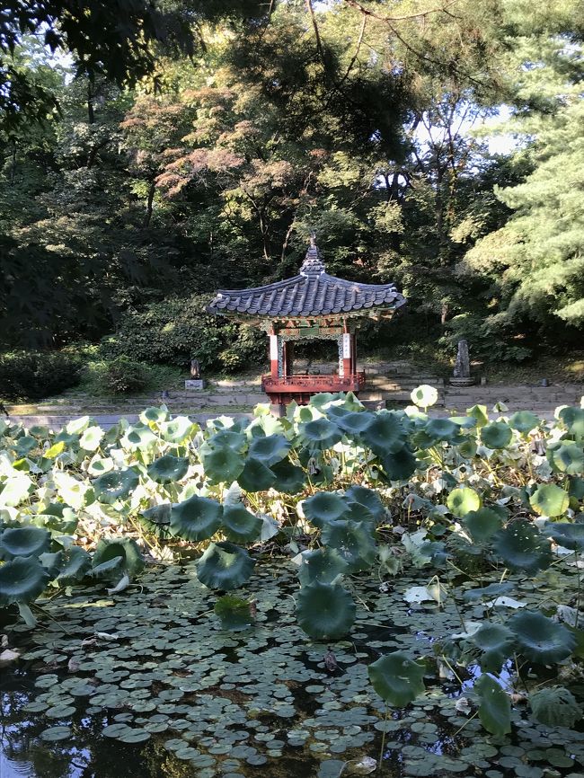 姉妹旅ソウル　ロイヤルホテル　皮膚管理　秘苑　グルメ！②