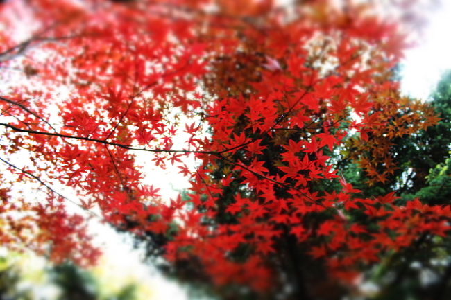 良いお天気に恵まれた週末、<br />秋色の風景を堪能すべく、<br />家族でヨーテボリ植物園へ。