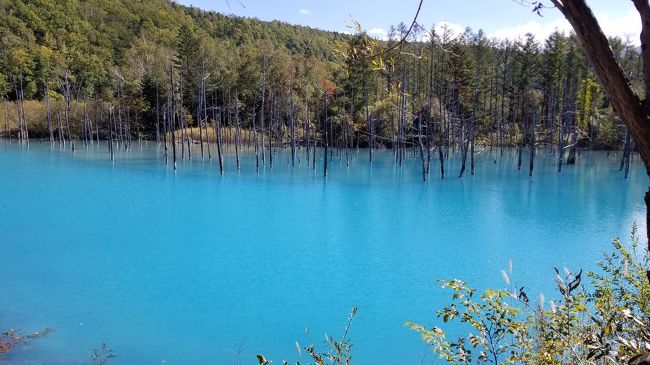 ＮＺの旅行記がまだなんですが、急に行きたくなった北海道・無計画のノリで取ったフライト・そろそろ直撃台風が。って事で北海道１泊（時間ないので富良野美瑛、トマムのみ）してきました。<br /><br />北海道東部地震もあり当初は行くか少し悩んだのですが、あまり影響ないと判断し行ってよかったです。<br />（台風だけ影響受けた）<br /><br />★★ＤＡＹ１★★<br />羽田発旭川行きairdo ADO081便<br />旭川空港でレンタカー<br />美瑛<br />富良野<br />ホテル（トマム）<br />★★★★★★★★★★<br /><br />ＤＡＹ２<br />ホテル出発<br />旭山動物園<br />新千歳発成田行きバニラエア　JW920便<br /><br /><br />羽田発が早朝の為、今回は大田区のホテルに前泊。<br /><br /><br />続々押し寄せる台風。この週も大きいのがすぐそこまで接近してます！！！<br />さぁどーーーなるよ！？<br />