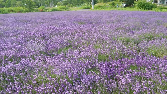 社員旅行で北海道へ行くことになりました。<br />どうせなら延泊して何処かへ行きましょうよと、同僚2人。<br />一年先輩のＦさんと、同期Ｓさんの三人で相談。<br />Ｆさんは「釧路湿原でカヌーに乗りたい」<br />千恵蔵は「トマムで雲海テラス体験したい」<br />Ｓさんは「どこにでもお供します」<br />練りに練ったプランが完成しました。<br />練りすぎて分刻みのスケジュールが何回か訪れる事に・・・。<br /><br />さあ、北海道満喫しますよ～。<br />①札幌市内（社員旅行編）<br />②釧路湿原<br />③トマムとトンボ玉造り