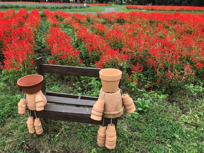 花の丘公園に行ってきました。<br />時期的には秋の花であるサルビア・コスモス・コキアなどが咲き乱れていて見事でした。