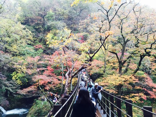 タイトル通り紅葉を見に行きました。