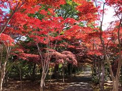 2018.10 平岡樹芸センターの「真っ赤なトンネル」14日現在状況