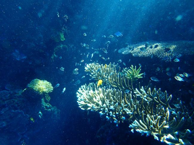 ダイバー憧れの海「マナド」へ行ってきました。<br />マナドは、インドネシアのスラウェシ島の北部にあります。<br /><br />スラウェシ島の中部では、旅行の一週間前（２018.9.28）にマグニチュード7.4の地震と津波に襲われ海岸沿いの町がガレキに覆われてしまいたくさんの被害者を出しました。<br />旅行前のこのニュースに心が痛みました。<br />ホテルに問い合わせたところ　マナドは、影響がなく平穏無事とのことでした。<br /><br />マナドはサンゴ礁とドロップオフのブナケン国立公園をはじめダイバー憧れのスポットです。<br />どんな海が待っていてくれるのでしょうか？<br /><br />2018.10.4　午前7時55分　中部国際空港発　全日空<br />　　　　　　午前10時15分　羽田発　全日空<br />　　　　　　午後６時20分（予定）　ジャカルタ発　ガルーダインドネシア航空<br />　　　　　　午後11時45分　マナド着<br /><br />ココティノス マナド ア ブティック ダイブリゾート ウォーターエッジルーム4泊<br /><br />2018.10.8　午後4時15分　マナド発　ガルーダインドネシア航空<br />　　　　　　午後9時25分　ジャカルタ発　全日空<br />2018.10.9　午前6時6時50分　羽田着<br />　　　　　　午後5時40分発　全日空<br />　　　　　　午後6時40分　中部国際空港着<br /><br />インドネシア　スラウェシ島マナドで3日間のダイビングをしました。<br />ダイビングを中心にした旅行記です。<br />水中の素晴らしさを少しでも知って頂けると嬉しく思います。<br /><br />水中撮影カメラ　オリンパスＴＧ－５<br />外付けのライトやフラッシュ　なし　<br />内臓のフラッシュや手持ちのライト使用<br /><br />魚の名前は、日本に帰ってから人に聞いたり調べたりしてます。<br /><br />※スキューバダイビングには、ライセンスが必要です。<br />マナドのダイビングは、ドリフトダイビングになります。<br />中性浮力・フリー潜行・ロープなしの安全停止等　基本スキルを身に着けてから行かれることをお勧めします。<br />