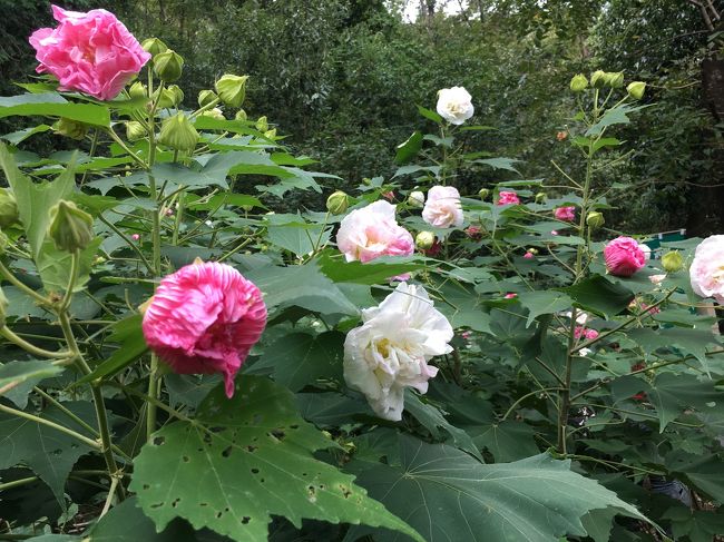 京都山科にある大乗寺の酔芙蓉の花を見に行ってきました。四条河原町から少し街歩きして地下鉄に乗って御陵へ。大乗寺の酔芙蓉を見た後、東山山頂公園、そこから台風の爪痕の残る東山を下って、円山公園、八坂神社へ。半日の街歩き、山歩きです。