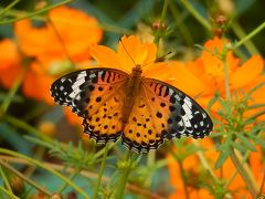 黄色コスモスの花を訪れる蝶