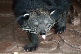 栃木・福島レッサーパンダの赤ちゃんと温泉ホテルの連休（３）那須どうぶつ王国（後編）王国タウンの動物めぐりとふれあい～４ヶ月ぶりでもリニューアル配置換えがあってビントロングが旧レッサーパンダ展示場へ＆カピバラの赤ちゃんたち大人サイズになっても可愛い@