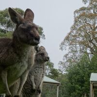 メルボルンから車で3時間　グランピアンズ国立公園で野生動物に癒されてきました (2018年7月)
