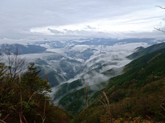 ずっと行きたかった大台ケ原へ行って来ました。<br />大台ヶ原山は日本百名山の一つ。日本百景、日本の秘境100選にも選定され、吉野熊野国立公園の特別保護地区などにも指定されています。<br /><br />前日の天気予報では、曇りの予報で、途中の道路は靄がかかり１０ｍ先も見えないところもありました。雨の多い大台ケ原、大丈夫か。<br />とりあえず駐車場まで行ってみると、歩けそうな雰囲気。<br /><br />東大台ヶ原完全クリアコース<br />大台ヶ原駐車場　ー　日出ヶ岳　ー　正木峠　ー　正木ヶ原　ー　尾鷲辻　ー　牛石ヶ原　ー大蛇グラ　ー　シオカラ谷吊橋　ー　大台ヶ原駐車場<br />全然簡単に制覇できると思っていたのに、シオカラ谷吊橋から駐車場までの最後の上り坂でめげそうになりました。<br />体力不足、太りすぎを実感。ちょっと甘く見ていた大台ケ原、失礼しました。<br />とても疲れたけど、本当にきれいで、断崖絶壁の大蛇ぐらは迫力満点でした。紅葉はもう少しかな。<br /><br />