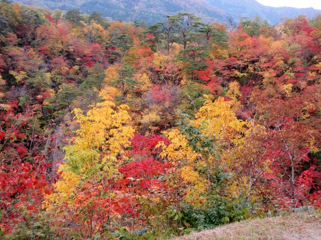 　鳴子峡の名前は知っていましたが初めて来ました。<br /><br />　高さ１００メートルの断崖とその下には清流が流れています。<br />展望台から見る山々は赤や黄色などに埋もれてとてもきれいでした。<br />日中の日差しがある時だったらもっときれいだったのでは…と思いました。<br />それでもきれいな紅葉だったので見ることが出来て最高でした。<br /><br />　同じ場所で何枚も写したので似たような写真ばかりです。