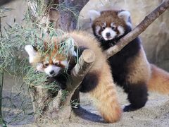 栃木・福島レッサーパンダの赤ちゃんと温泉ホテルの連休（２）那須どうぶつ王国（前編）＜レッサーパンダ特集＞若夫婦の与一くんと栄栄（ロンロン）ちゃんの双子の男の子のデビュー２日目＆リンゴタイムの可愛い爺婆のジジくんとダイズちゃん