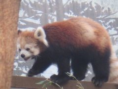 時間があったので夢見ヶ崎動物公園へ行って来ました