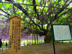 栃木観光～足利フラワーパーク・織姫神社・宇都宮・那須塩原～by車