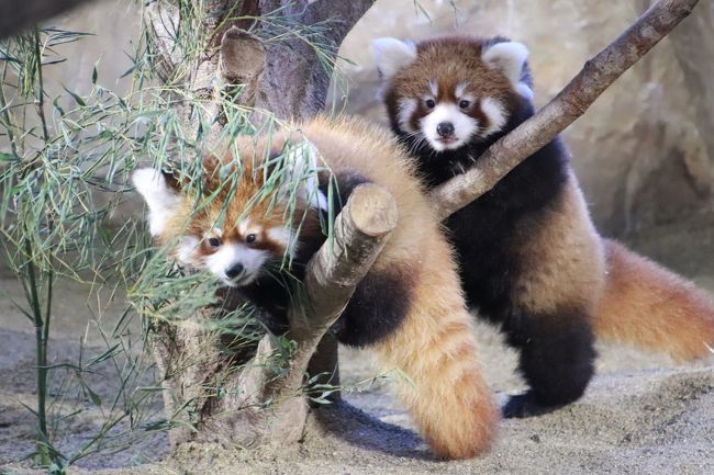 栃木・福島レッサーパンダの赤ちゃんと温泉ホテルの連休（２）那須どうぶつ王国（前編）＜レッサーパンダ特集＞若夫婦の与一くんと栄栄（ロンロン）ちゃんの双子の男の子のデビュー２日目＆リンゴタイムの可愛い爺婆のジジくんとダイズちゃん