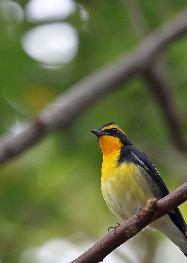 引き続き地元での野鳥撮影です