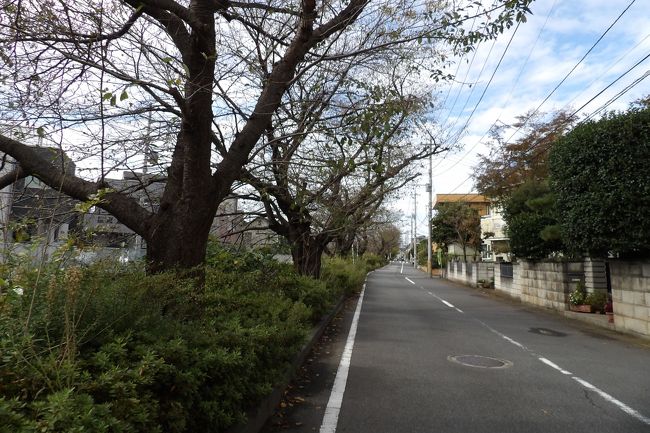 　「長念寺の文化財　現地特別公開中」の立て看板・道標が立っている丸山本教前から小路に入ると、どうも津久井街道沿いの小路のようで、目的地の長念寺からは遠ざかって行く。しかし、行き止まりの小路ばかりで、とうとう新川橋の袂に出てしまった。ここからは二ヶ領本川沿いに進むしかない。二ヶ領本川沿いには桜が植えられており、桜並木が続いている。<br />　桜並木が途切れている場所に「登戸付近の紙すき」の標柱が立っている。二ヶ領本川の川の水を利用してかつては紙すきを行って手すき和紙を製作していたのか。<br />　右に入らなければと思っていたのだが、ようやく先まで続いている道路があったので、そこを入った。角のお宅は多角形でかなり円柱状の塔がある。この先にはテニスコートがあり、そこまで行くと長念寺本堂の屋根が見える。しかし、交差する道路は斜道になっており、少し行ってから交差点を斜めに引き返すとようやく長念寺の駐車場に辿り着いた。<br />（表紙写真は二ヶ領本川沿いの桜並木）