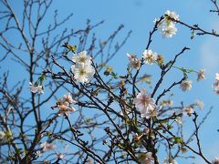 川越市下松原地区で十月桜を見る