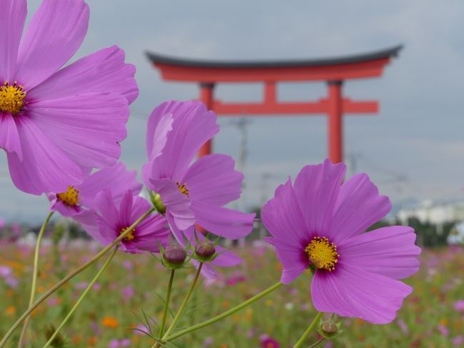 小泉町のコスモス_2018（2）_白、ピンク系の花が沢山咲いています。（群馬県・伊勢崎市）