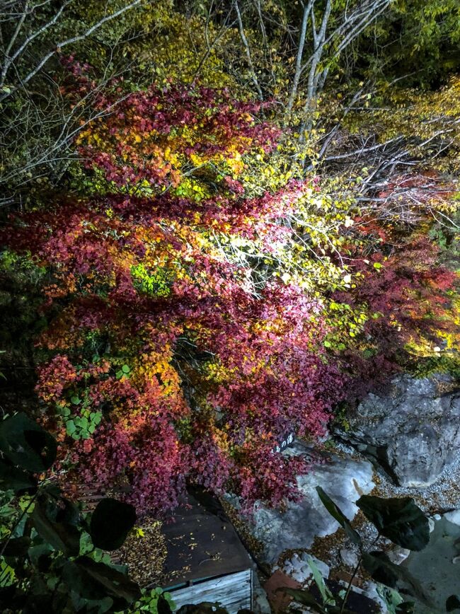 CapⅠ,16th 2days driving to P.O,with view of the scarlet maple leaves.