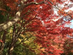 教林坊の紅葉