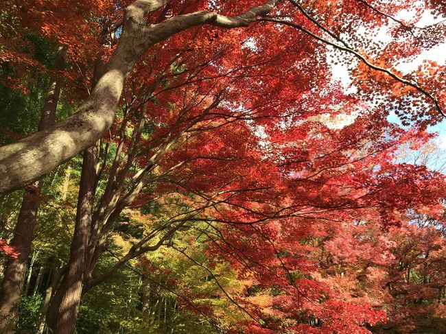 2017年の紅葉撮影。青い空、緑、オレンジ、赤の葉、とても綺麗なお庭でした。