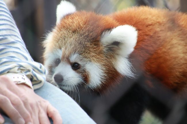 栃木 福島レッサーパンダの赤ちゃんと温泉ホテルの連休 ５ 東北サファリパーク 前編 レッサーパンダ特集 朝昼夕とランファ 蘭花 ちゃんにめろめろ 赤ちゃんのママのリーリーは母親のシーリィウちゃんと パパとなったライライは年上女房チュイホワちゃんと