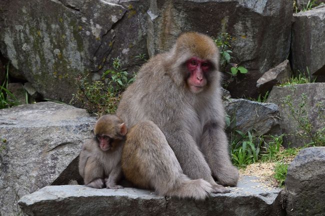 今年に入って最初に行った国内旅行富山県への旅から<br />今回の新潟の旅に行くまで（2018年1月6日～10月5日）<br />数えてみたら9ヶ月で26都道府県を旅していました。<br />（空港で乗り継ぎしただけ、新幹線で通過しただけ、などは含まず<br />訪問して観光した都道府県）<br /><br />お仕事であちこち出張されている方は<br />それはそれでもちろん大変だと思うのですが<br />こちとら100％遊びだけ、自費だし、微力ながら<br />地方経済を回したという事で、各関係機関から「ご苦労」<br />くらいお褒めの言葉を頂いてもバチは当たらんと思うし<br />貰えるものならみうらじゅん賞が欲しい。