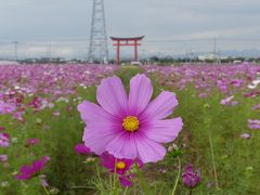 小泉町のコスモス_2018（3）_東側に新たなコスモス畑、高い密生度が見事（群馬県・伊勢崎市）