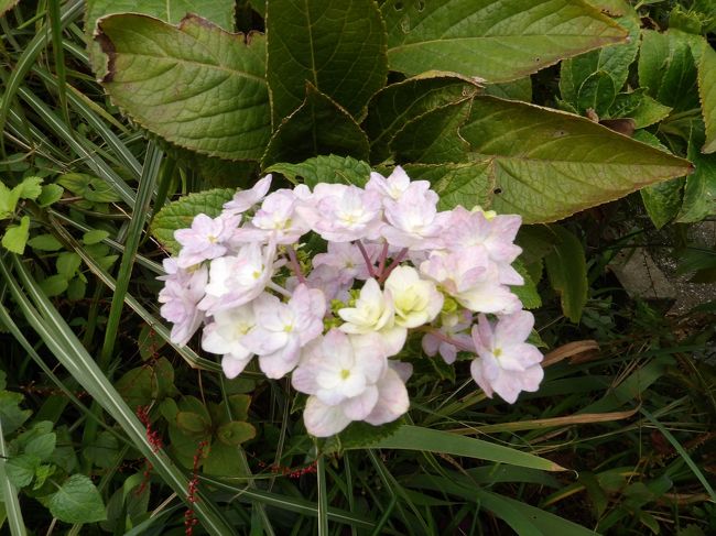 　7月下旬から8月にかけて開花している紫陽花を紹介した。それから2ヶ月間、秋に咲く紫陽花は殆んど見掛けなかった。そして、この2ヶ月間で30℃前後あった気温が20℃前後となっている。<br />　7月下旬から8月にかけて開花している紫陽花は今年の梅雨明けが余りに早かったために、台風の度に降る雨に誘われて、本来は梅雨の後半に咲くべき花が開花したものと思われる。しかし、さすがに10月下旬ともなれば、そうした理由ではなく、今年の秋の長雨を梅雨と間違えて開花した紫陽花であろう。しかし、今年はこうした勘違いして開花した紫陽花はここ数年と比べると極端に少ない。そのために、この2ヶ月間は殆んど見掛けなかった。今年は秋に咲く紫陽花は本当に珍しいと言えようか。<br />（表紙写真は秋に開花した紫陽花）