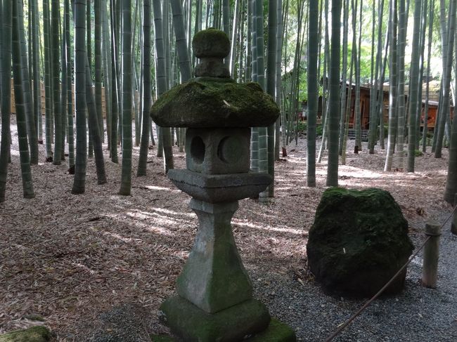 鎌倉時代には塩の道とも呼ばれ重要な物流経路であった鎌倉の金沢街道沿いには寺社が点在しています。中でも竹の寺として有名な報国寺はミシュラン三つ星を獲得したお寺で内外観光客に人気のスポットです。秋晴れの日 報国寺と近くの浄明寺 杉本寺を訪れ界隈を散策しランチを楽しんできました。